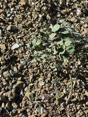 Streptanthus morrisonii