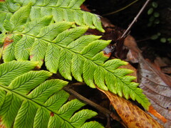 Dryopteris lacera