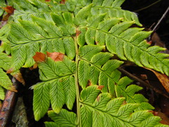Dryopteris lacera