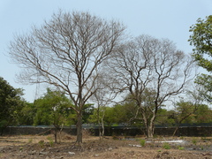 Dalbergia lanceolaria