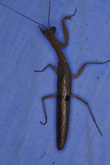 Sphodropoda tristis