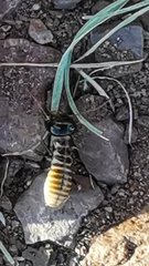 Hodotermes mossambicus