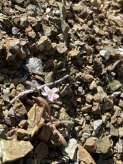 Claytonia exigua