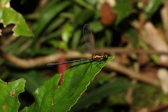 Austroargiolestes amabilis