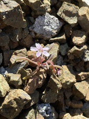 Claytonia exigua