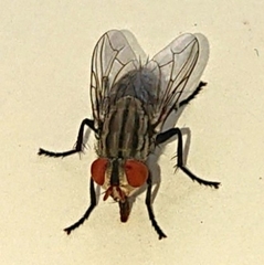 Muscinae