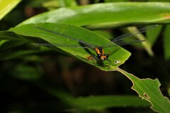 Austroargiolestes amabilis