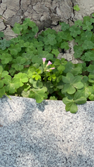 Oxalis debilis