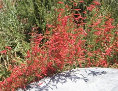 Penstemon
