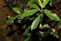 Tristaniopsis collina