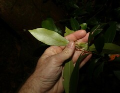 Tristaniopsis collina