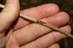 Tristaniopsis collina