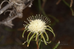 Banksia kippistiana