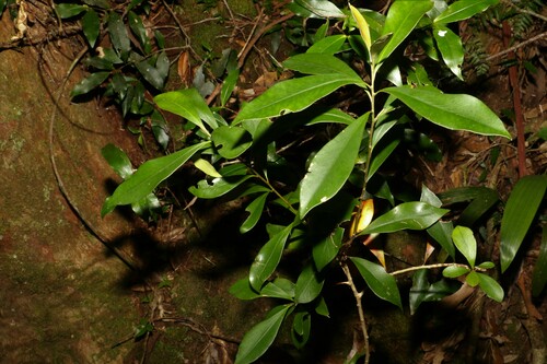 Image of Tristaniopsis collina by (c) Greg Tasney, some rights reserved (CC BY-SA)