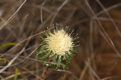 Banksia kippistiana