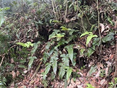 Stegnogramma wilfordii