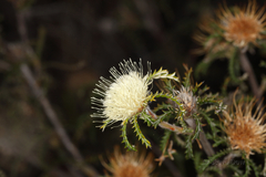 Banksia kippistiana