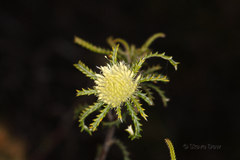 Banksia kippistiana