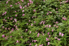 Impatiens macrovexilla
