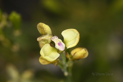 Comesperma integerrimum