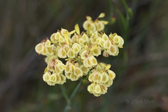 Glischrocaryon aureum