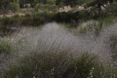 Austrostipa elegantissima