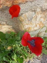 Papaver rhoeas