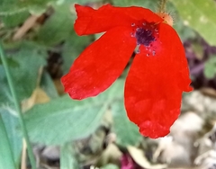 Papaver rhoeas
