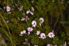 Gompholobium shuttleworthii