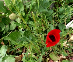 Papaver rhoeas
