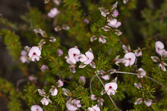 Gompholobium shuttleworthii