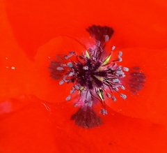 Papaver rhoeas