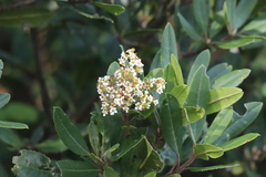 Heteromeles arbutifolia