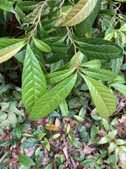 Tetracera indica