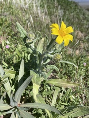 Monolopia lanceolata