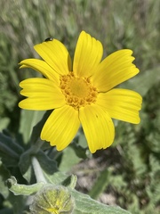 Monolopia lanceolata