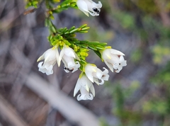 Erica lutea