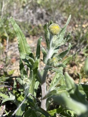 Monolopia lanceolata