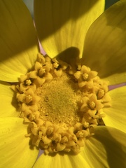 Monolopia lanceolata