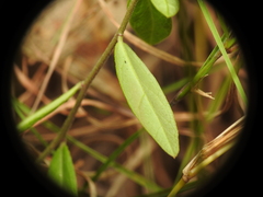Polygala japonica