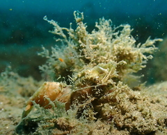 Spirontocaris prionota