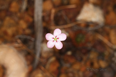 Drosera spilos