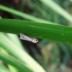 Utetheisa pulchelloides