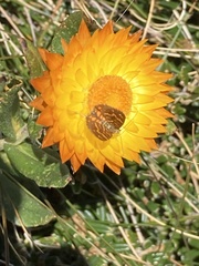 Xerochrysum subundulatum