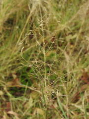 Capillipedium spicigerum