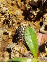Neocicindela tuberculata