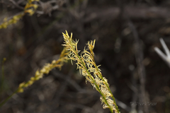 Tripterococcus brunonis