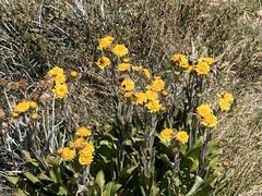 Xerochrysum subundulatum