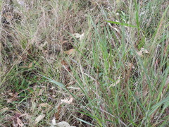 Capillipedium spicigerum