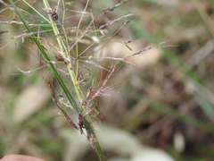 Capillipedium spicigerum